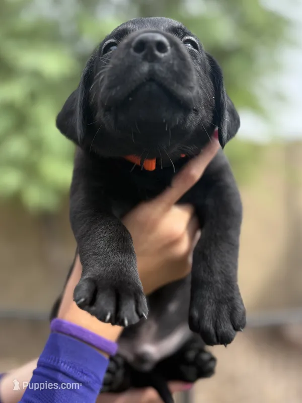 Bear – Labrador Retriever puppy for sale in Phoenix, AZ