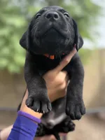 Bear, a male Labrador Retriever for sale in Phoenix, AZ – 1 of 7