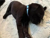 Olive, a female Labrador Retriever for sale in Phoenix, AZ – 4 of 6