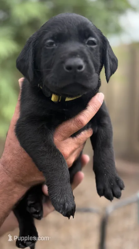Penny – Labrador Retriever puppy for sale in Phoenix, AZ
