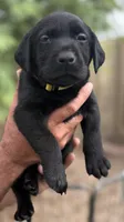 Penny, a female Labrador Retriever for sale in Phoenix, AZ – 1 of 10