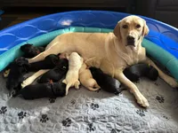 Bear, a male Labrador Retriever for sale in Phoenix, AZ – 5 of 7