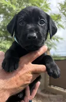 Olive, a female Labrador Retriever for sale in Phoenix, AZ – 1 of 6