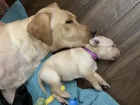 Potato, a female Labrador Retriever for sale in Phoenix, AZ – 3 of 6