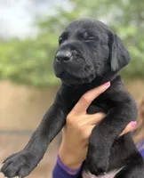 Tank, a male Labrador Retriever for sale in Phoenix, AZ – 4 of 9