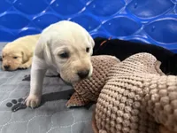 Peanut, a female Labrador Retriever for sale in Phoenix, AZ – 5 of 7