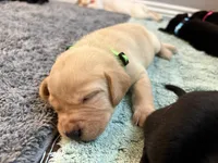 Clover, a female Labrador Retriever for sale in Phoenix, AZ – 6 of 8