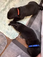 Johnny, a male Labrador Retriever for sale in Phoenix, AZ – 4 of 7