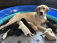 Shadow, a male Labrador Retriever for sale in Phoenix, AZ – 7 of 10