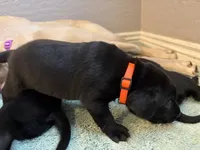 Bear, a male Labrador Retriever for sale in Phoenix, AZ – 7 of 7