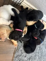 Delaney, a female Labrador Retriever for sale in Phoenix, AZ – 4 of 8