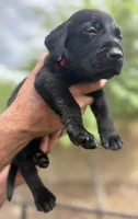 Shadow, a male Labrador Retriever for sale in Phoenix, AZ – 4 of 10