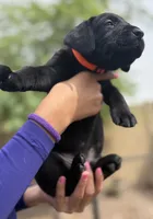 Bear, a male Labrador Retriever for sale in Phoenix, AZ – 2 of 7