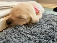 Peanut, a female Labrador Retriever for sale in Phoenix, AZ – 7 of 7