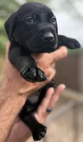 Shadow, a male Labrador Retriever for sale in Phoenix, AZ – 2 of 10