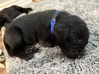 Johnny, a male Labrador Retriever for sale in Phoenix, AZ – 3 of 7