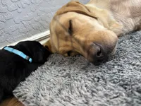 Olive, a female Labrador Retriever for sale in Phoenix, AZ – 5 of 6
