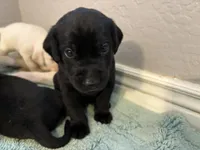 Tank, a male Labrador Retriever for sale in Phoenix, AZ – 7 of 9