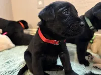 Shadow, a male Labrador Retriever for sale in Phoenix, AZ – 8 of 10