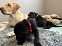 Shadow, a male Labrador Retriever for sale in Phoenix, AZ – 6 of 10