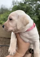 Peanut, a female Labrador Retriever for sale in Phoenix, AZ – 2 of 7