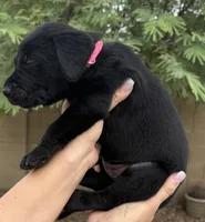 Delaney, a female Labrador Retriever for sale in Phoenix, AZ – 2 of 8