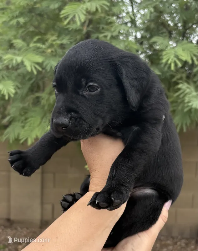 Delaney – Labrador Retriever puppy for sale in Phoenix, AZ