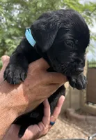 Olive, a female Labrador Retriever for sale in Phoenix, AZ – 3 of 6
