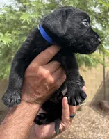 Johnny, a male Labrador Retriever for sale in Phoenix, AZ – 2 of 7