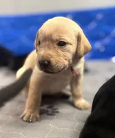 Potato, a female Labrador Retriever for sale in Phoenix, AZ – 5 of 6