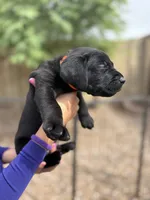 Bear, a male Labrador Retriever for sale in Phoenix, AZ – 3 of 7