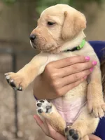 Clover, a female Labrador Retriever for sale in Phoenix, AZ – 3 of 8