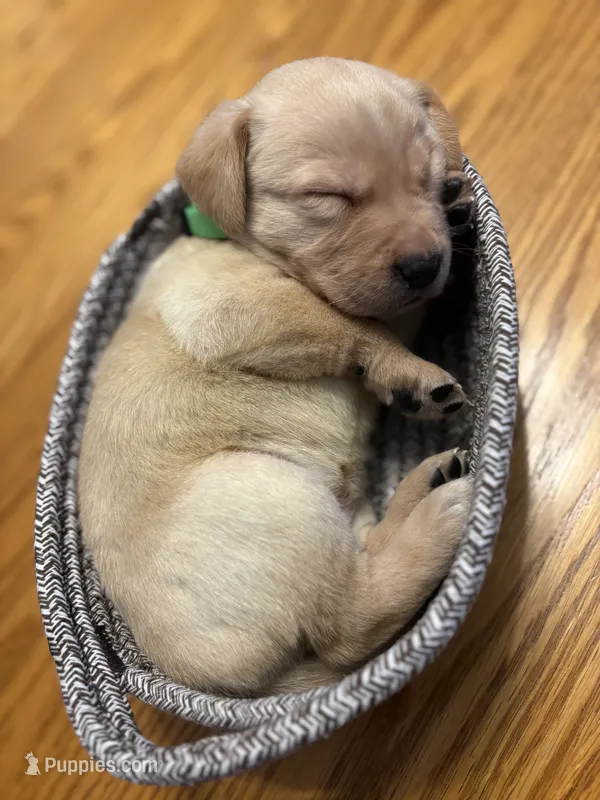 Clover – Labrador Retriever puppy for sale in Phoenix, AZ