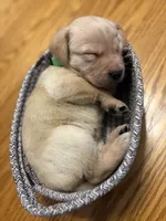 Clover, a female Labrador Retriever for sale in Phoenix, AZ – 1 of 8