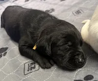 Penny, a female Labrador Retriever for sale in Phoenix, AZ – 8 of 10