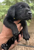 Penny, a female Labrador Retriever for sale in Phoenix, AZ – 2 of 10