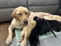 Delaney, a female Labrador Retriever for sale in Phoenix, AZ – 7 of 8