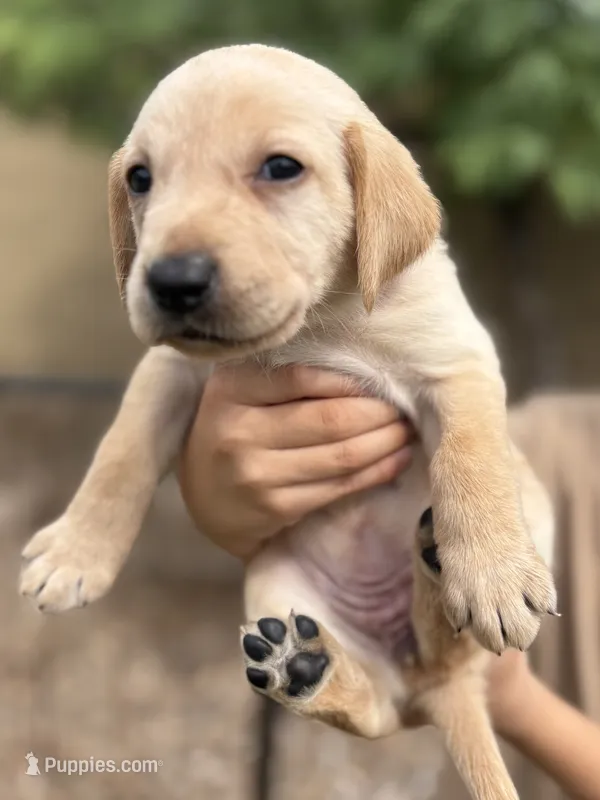 Potato – Labrador Retriever puppy for sale in Phoenix, AZ