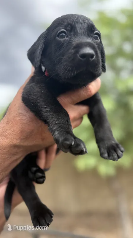 Shadow – Labrador Retriever puppy for sale in Phoenix, AZ