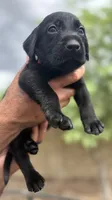 Shadow, a male Labrador Retriever for sale in Phoenix, AZ – 1 of 10