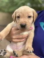 Clover, a female Labrador Retriever for sale in Phoenix, AZ – 2 of 8