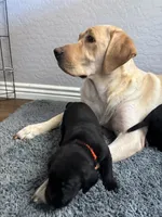 Bear, a male Labrador Retriever for sale in Phoenix, AZ – 4 of 7