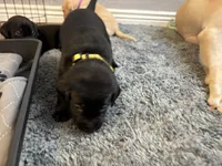 Penny, a female Labrador Retriever for sale in Phoenix, AZ – 10 of 10