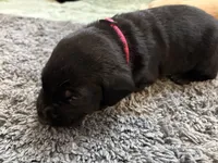 Delaney, a female Labrador Retriever for sale in Phoenix, AZ – 8 of 8
