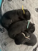 Delaney, a female Labrador Retriever for sale in Phoenix, AZ – 6 of 8
