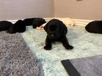 Johnny, a male Labrador Retriever for sale in Phoenix, AZ – 5 of 7