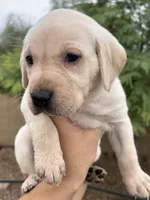 Peanut, a female Labrador Retriever for sale in Phoenix, AZ – 4 of 7