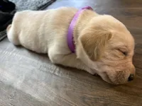 Potato, a female Labrador Retriever for sale in Phoenix, AZ – 6 of 6