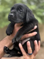 Penny, a female Labrador Retriever for sale in Phoenix, AZ – 3 of 10