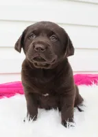 Millie - Full AKC, a female Labrador Retriever for sale in Walnut Creek, OH – 2 of 6